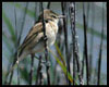 Acrocephalus arundinaceus (Carricero tordal)