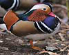 Aix galericulata (Pato Mandarín)