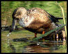 Anas clypeata (Pato cuchara)