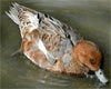 Anas penelope, (Silbón europeo)