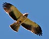 Aquila pennata =Hieraaetus pennatus (Águila calzada)