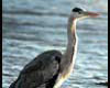 Ardea cinerea (Garza real)