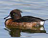 Aythya fuligula (Porrón moñudo)