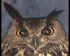 Bubo bubo (Buho real)