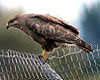 Buteo buteo (Busardo ratonero)