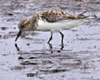 Calidris alpina (Correlimos común)