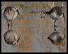 Calidris ferruginea (Correlimos zarapitín)
