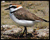 Charadrius alexandrinus (Chorlitejo Patinegro)