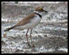 Charadrius dubius (Chorlitejo chico)