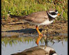 Charadrius hiaticula (Chorlitejo grande)