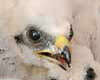 Circus pygargus, Aguilucho cenizo
