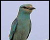 Coracias garrulus (Carraca europea)