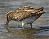 Gallinago gallinago (Agachadiza común)