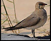 Glareola pratincola (Canastera común)