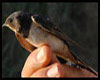 Hirundo rustica (Golondrina común)