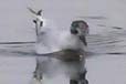 Hydrocoloeus minutus = Larus minutus (Gaviota enana)