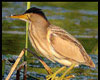 Ixobrychus minutus (Avetorillo común)