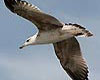 Larus fuscus (Gaviota sombría)