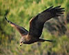 Milvus migrans (Milano negro)