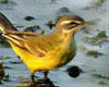 Motacilla flava (Lavandera boyera)