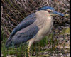Nycticorax nycticorax(Martinete común)