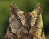 Otus scops (Autillo)