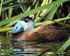 Oxyura leucocephala (Malvasía cabeciblanca)