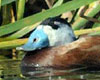 Oxyura leucocephala (Malvasía cabeciblanca)