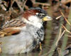 Passer hispaniolensis (Gorrión moruno)