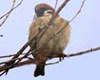 Passer montanus (Gorrión molinero)