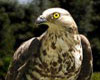 Pernis apivorus (Halcón avejero europeo)