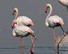 Phoenicopterus ruber (Flamenco)