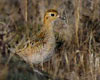 Pluvialis apricaria (Chorlito dorado europeo)