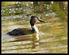Podiceps cristatus (Somormujo lavanco)