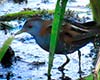 Porzana parva (Polluela bastarda)