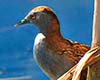 Porzana pusilla (Polluela chica)