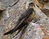 Ptyonoprogne rupestris (Avión roquero)