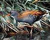 Rallus aquaticus (Rascón europeo)