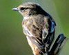 Saxicola rubetra (Tarabilla norteña)
