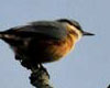 Sitta europaea (Trepador azul)