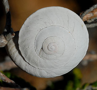 moluscos terrestres