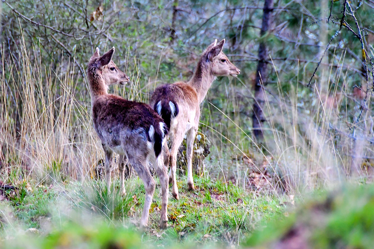 Gamo, Dama dama