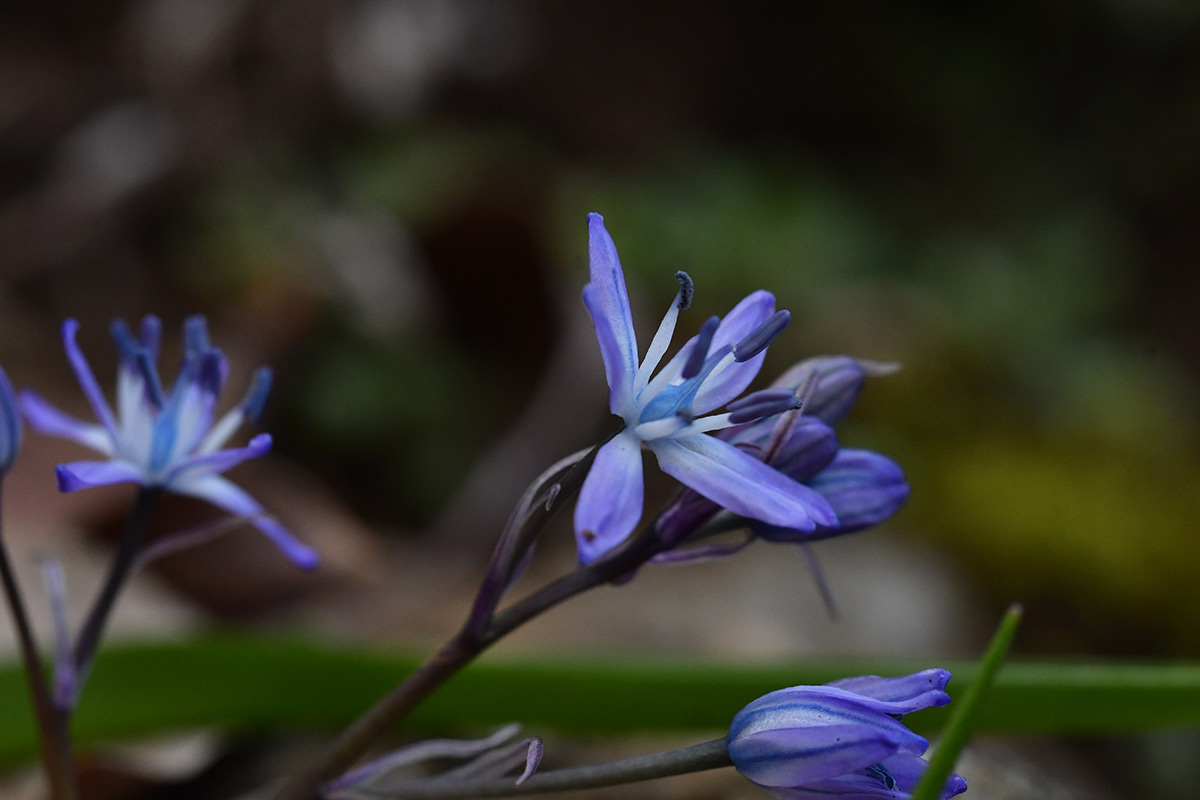 Hyacinthoides-reverchonii5