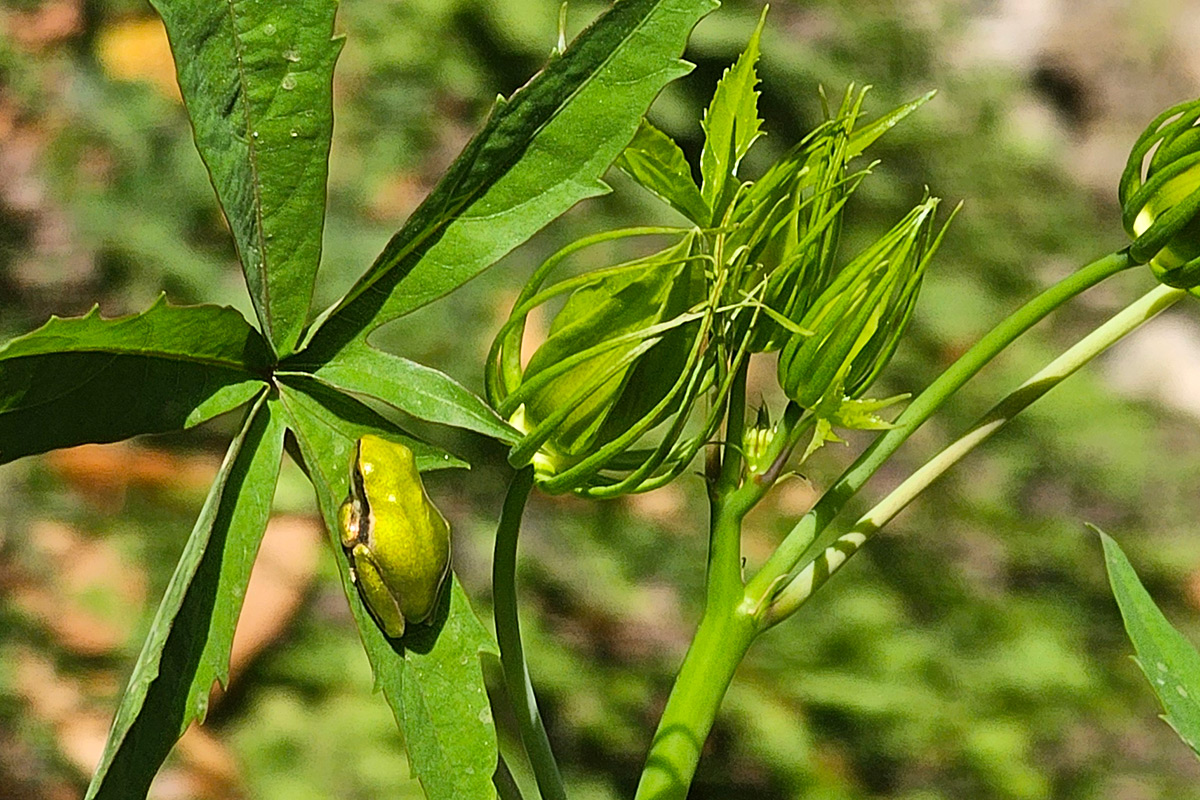 Hyla meridionalis, estanque la Rosaleda, Carmen de los Mártires