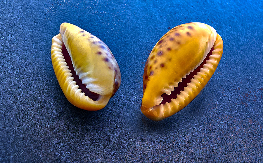 Naria spurca