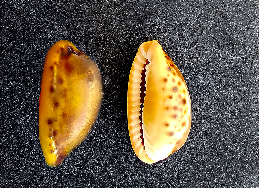 Naria spurca