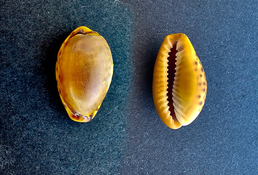 Naria spurca