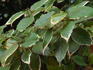 Acalypha wilkesiana