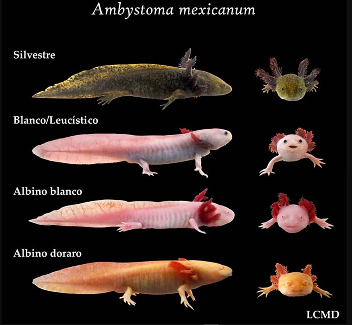 Ajolote, Ambystoma mexicanum, variedades