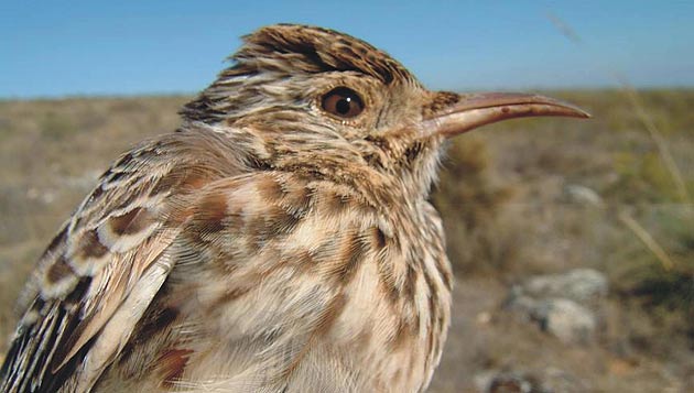 Guia de Aves, Waste Magazine
